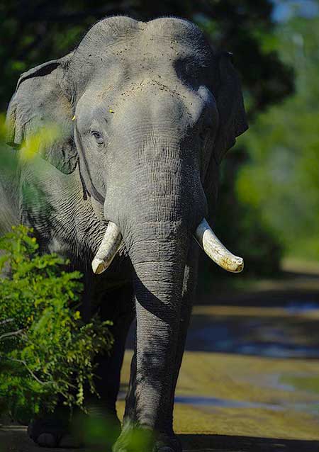 Icons of Sri Lanka 09 Days tour