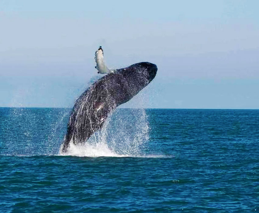 Mirissa Whale Watching