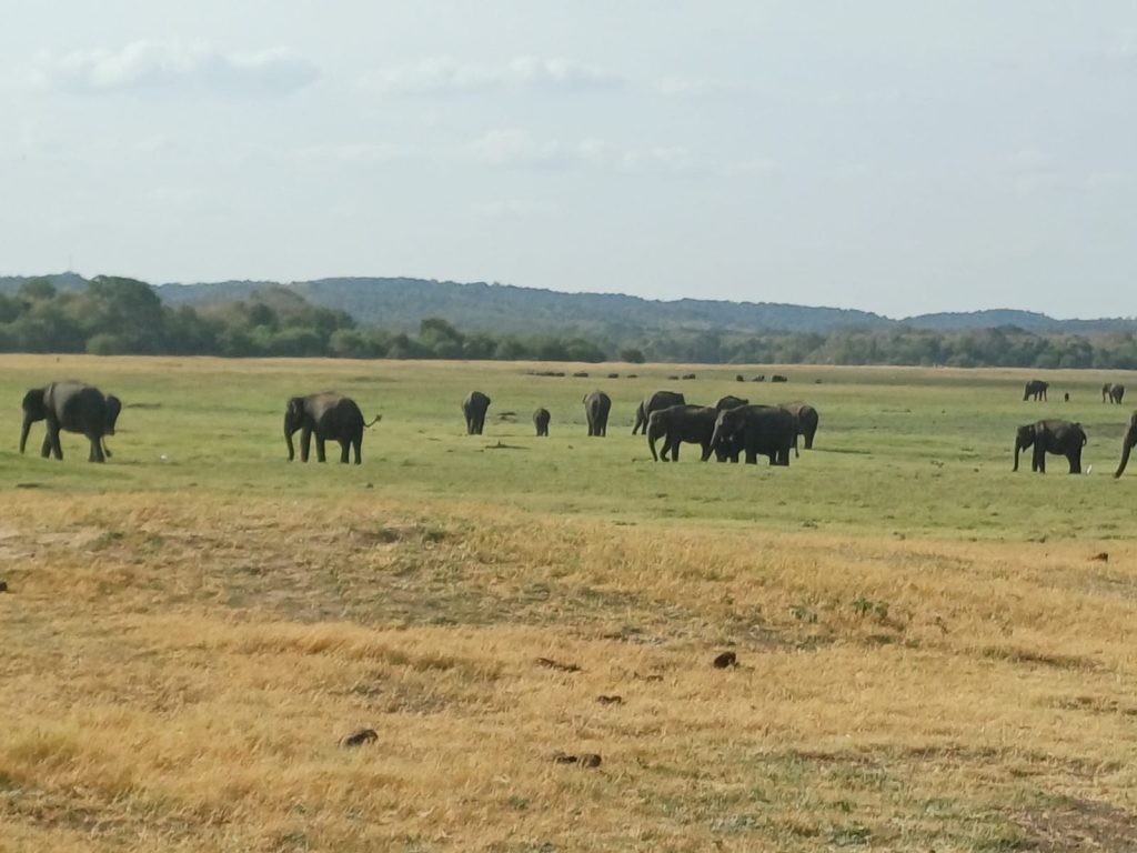 Memorable holiday moments in Sri Lanka shared with Olanka Tours